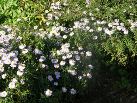 prachtige borderplanten